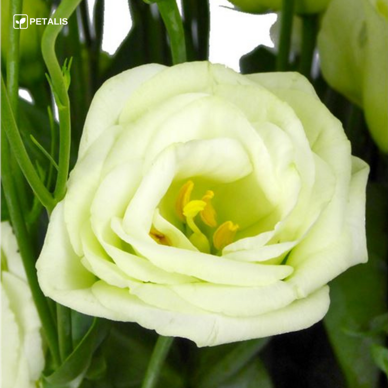 Semillas de Eustoma