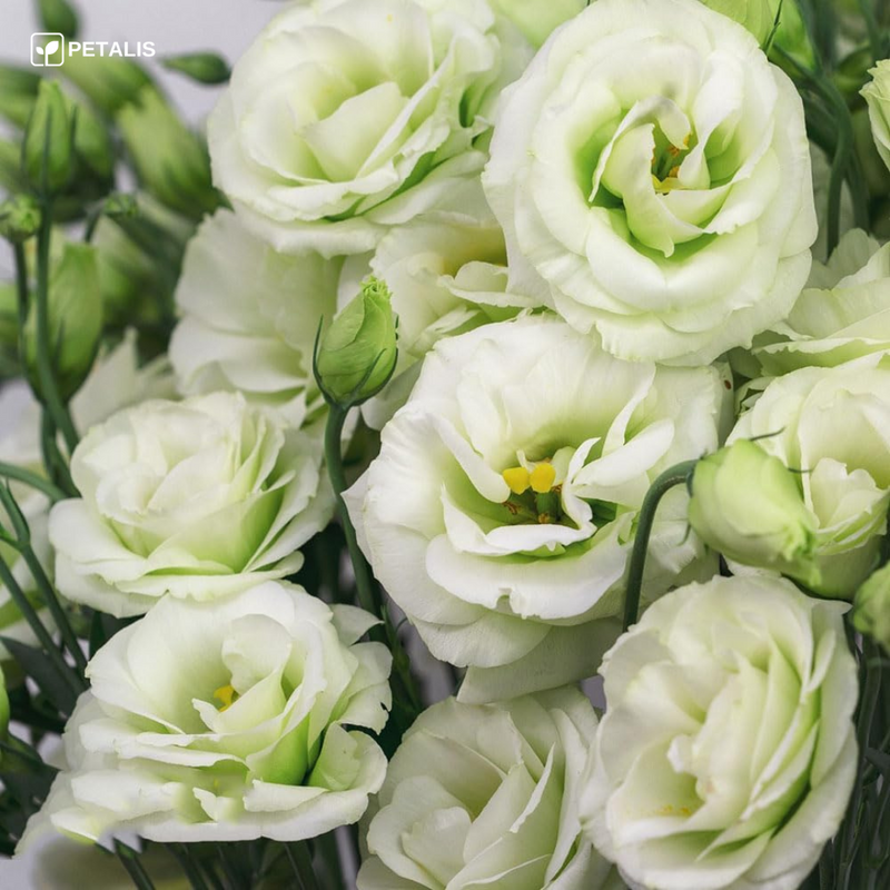 Semillas de Eustoma