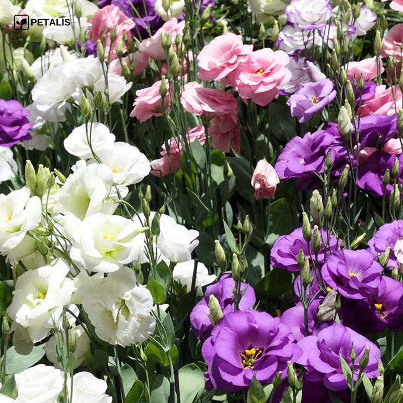 Semillas de Eustoma