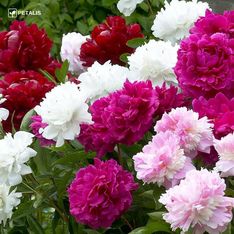 Semillas de flores Petalis para jardín