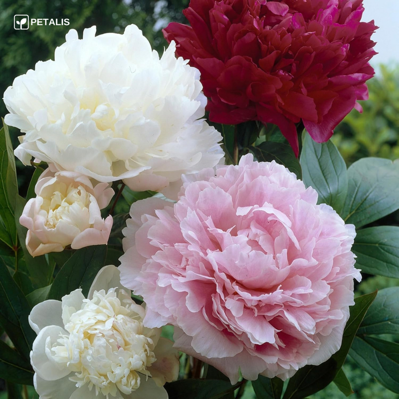 Semillas de flores Petalis para jardín