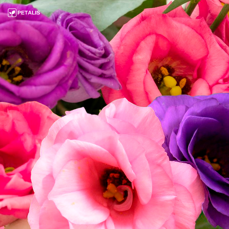 Semillas de Eustoma