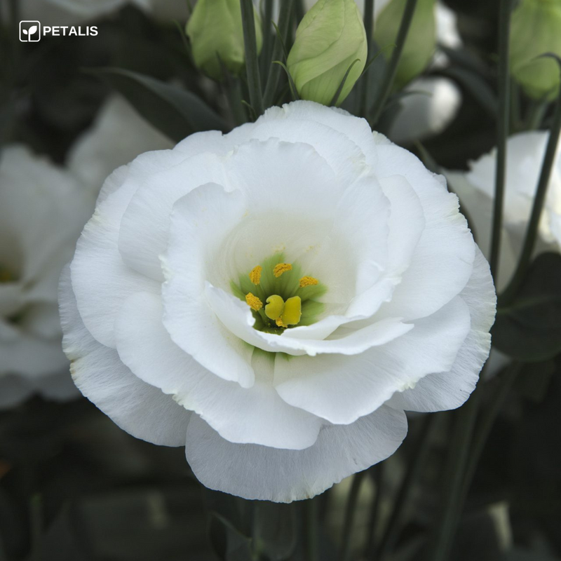 Semillas de Eustoma