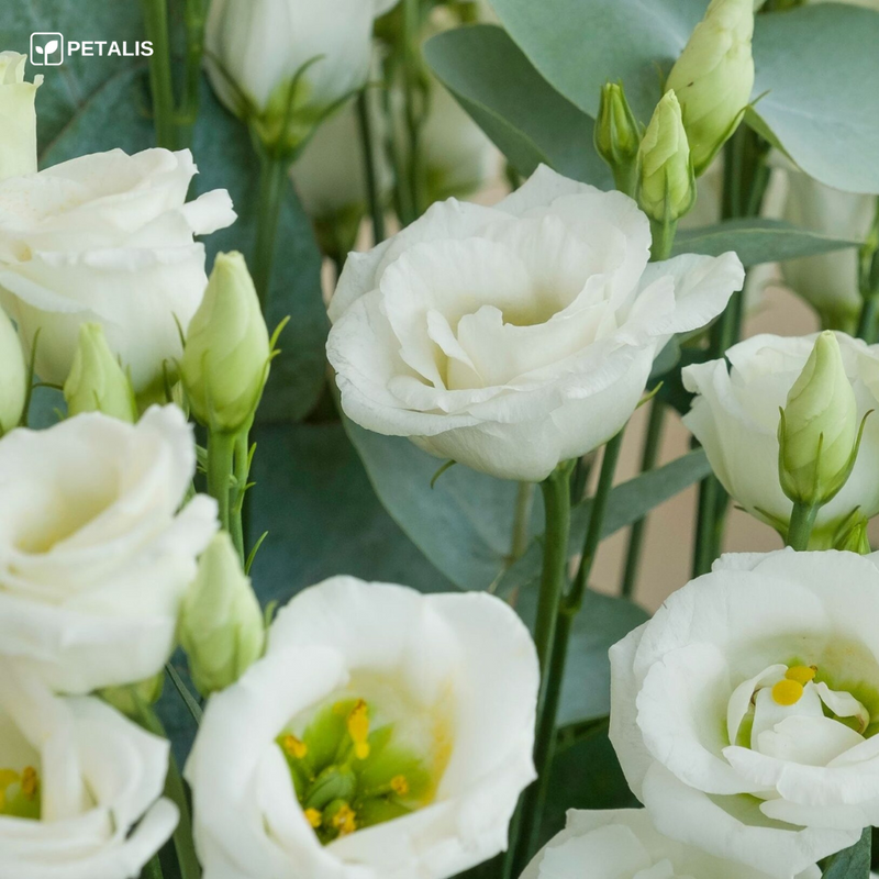 Semillas de Eustoma