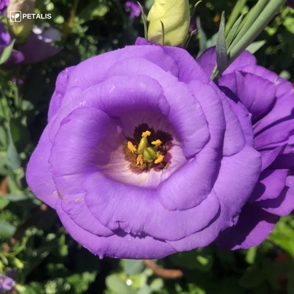 Semillas de Eustoma