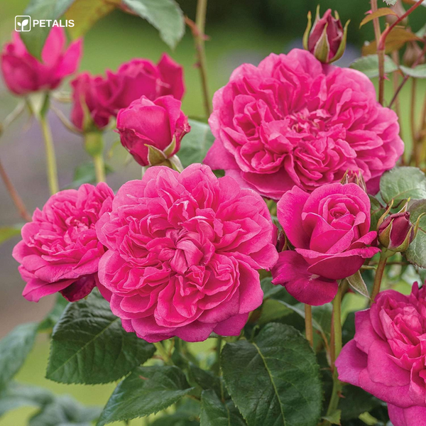 Semillas de flores Petalis para jardín