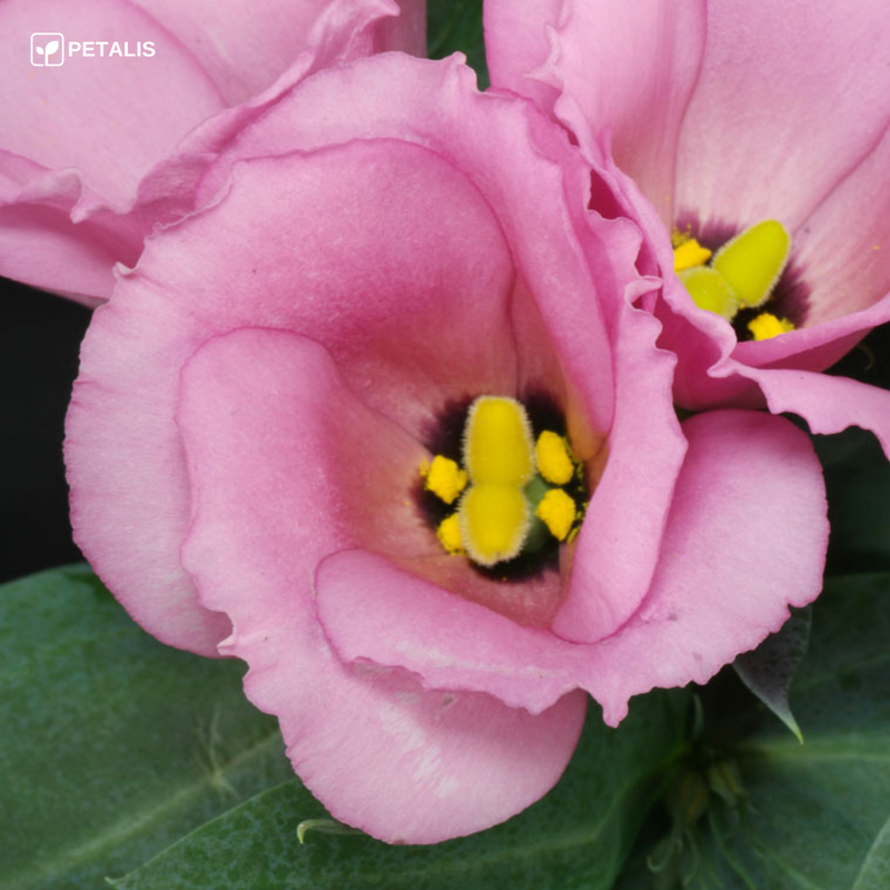 Semillas de Eustoma